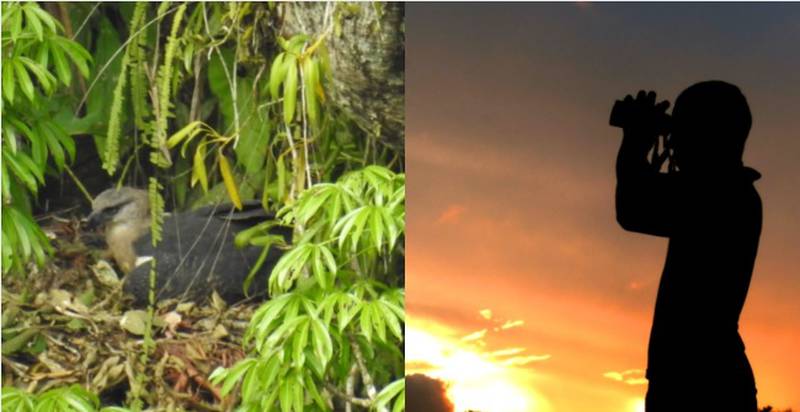 El pequeño 'Dieguito' ayuda a proteger nido de aguíla arpía menor en Colombia.