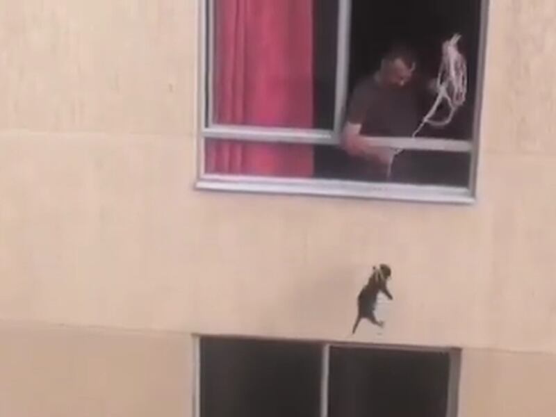 Captan en video a hombre que amarró a su perro y lo paseó desde ventana
