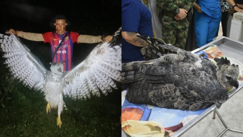 Pobladores creen que esta águila arpía es "bruja" y la persiguen, provocaron la amputación de su ala