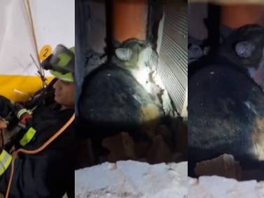 Angustioso rescate de la gata ‘Canela’ de un ducto en edificio en Bogotá