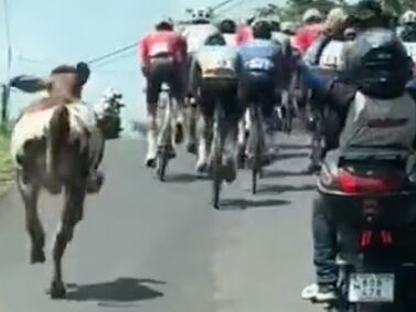 Los animales deportistas no exist... Una vaca persiguió a ciclistas profesionales y les compitió de ‘tú a tú'