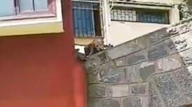 (VIDEO) Un tierno perro quería jugar con su hueso en marcha en Valparaíso