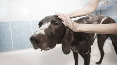 No abuse: Conozca la cantidad de veces que su perro necesita un baño