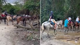 Denuncian el pésimo estado en el que se encuentran los caballos del parque Tayrona