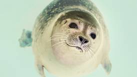 Reconocimiento facial ayuda a la conservación de las focas
