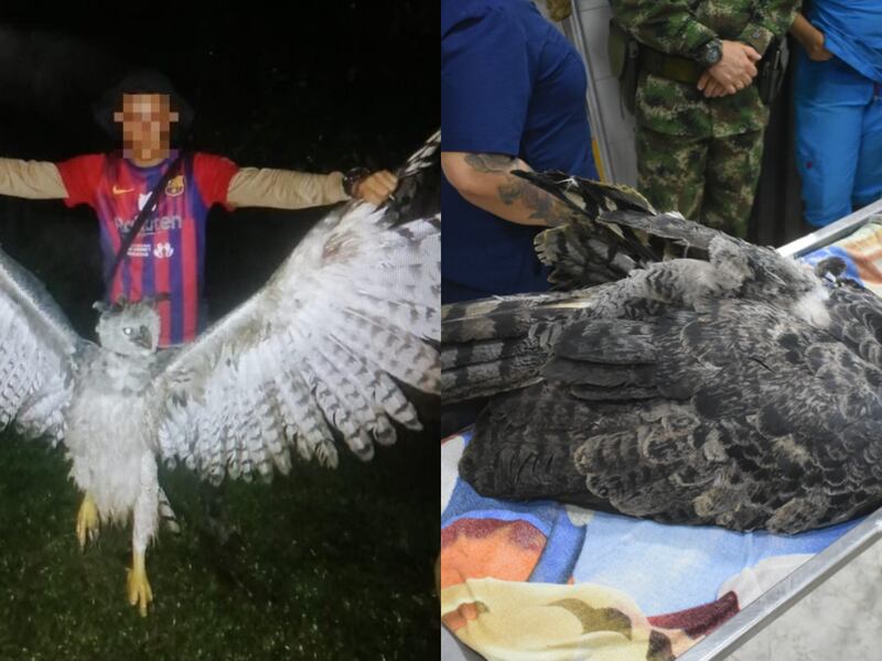 Creen que son ‘brujas’: recuperaron con herida de bala un águila en peligro de extinción en Caquetá