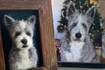 Adorables retratos de cachorros en 3D hechos con aguja y fieltro