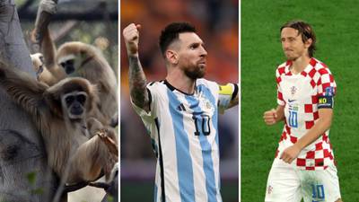 Del pulpo ‘Paul’ al mono ‘Kent’: la última predicción sobre el Argentina-Croacia