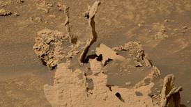 Árboles en Marte: lo que se sabe del descubrimiento del Rover Curiosity en el planeta rojo