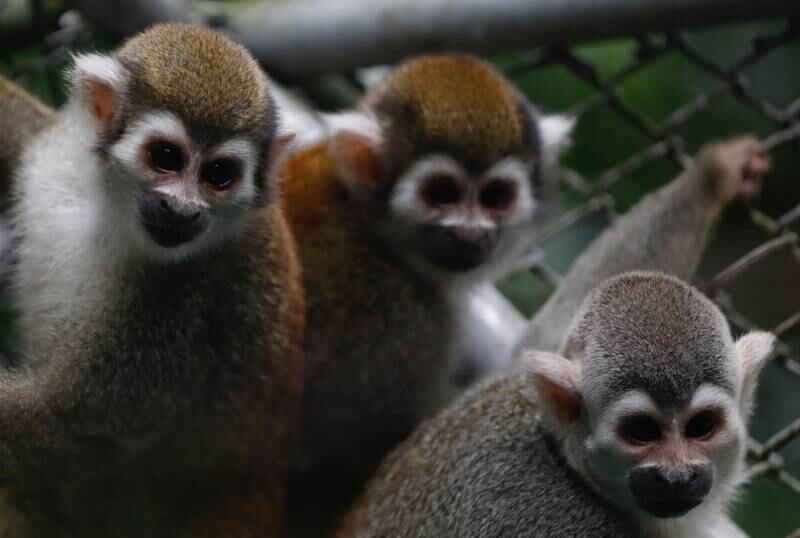 Monos rescatados de laboratorio en Cali