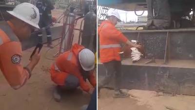 ¿Brujería en el Metro de Bogotá?: Trabajadores habrían matado un gallo y la Fiscalía inició investigación