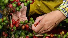 San Alberto, la hacienda que produce el café más premiado de Colombia