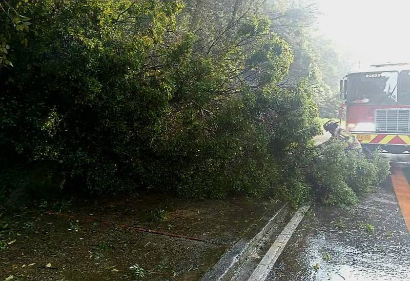 Caída de árbol en vías colombianas.