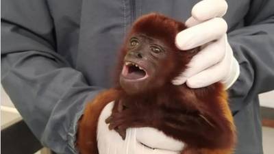Autoridades rescatan a pequeño mono aullador que sufrió de graves torturas en cautiverio