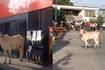 “No es una vaca cualquiera”: enorme animal causó daños y caos por andar suelto en las calles