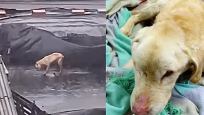 Distrito de Bogotá rescató a Onix, ‘perrito’ de 15 años abandonado en una terraza al sol y al agua 