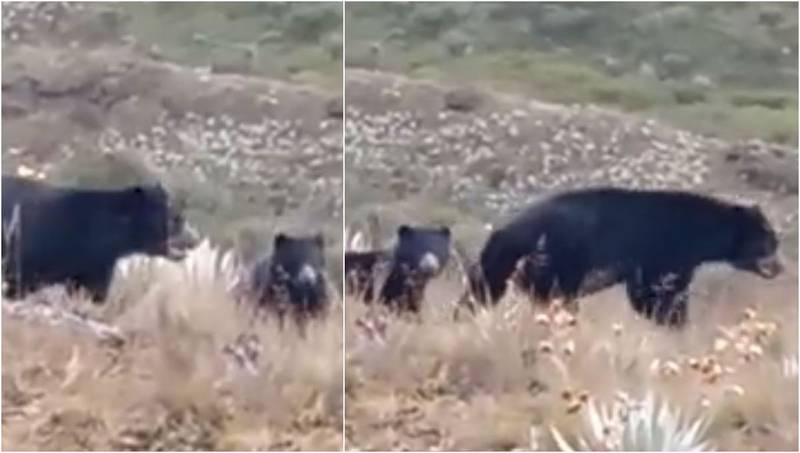 Dos osos de anteojos fueron captados cerca de Bogotá en su hábitat natural