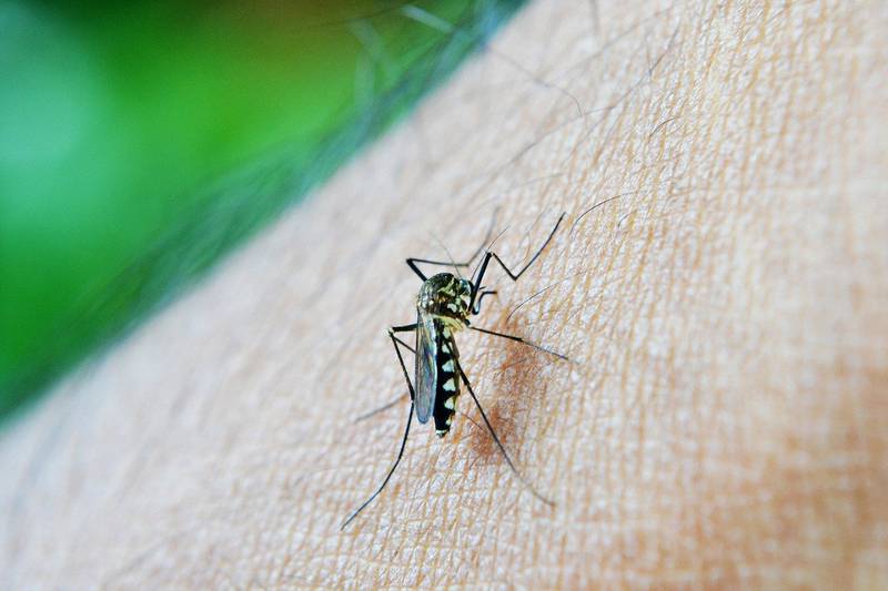 São Paulo terá força-tarefa de combate ao Aedes aegypti