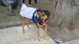Chile: perro rompió pelota con la que jugaban militares y civiles en una protesta