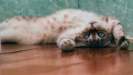 ¿Amante de los gatos?: Conozca las razones por las que vomitan bolas de pelo