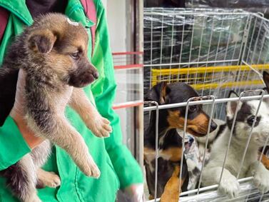 El final feliz de cachorros rescatados en pésimas condiciones en un local de Chapinero, Bogotá
