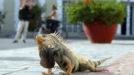 ¡Pobres iguanas! Decomisaron más de mil seiscientos de sus huevos en Montería