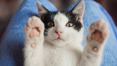 Héroe viral: los gatos no solo son adorables, también te pueden salvar de un robo