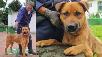 Goliath David, perrito atropellado en Bogotá, busca un hogar que lo llene de amor