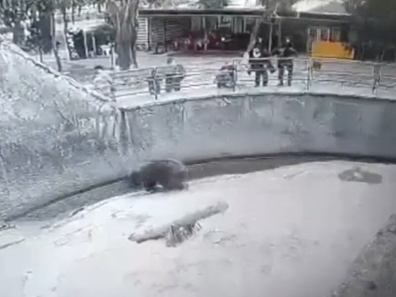 Terror en el zoológico: madre lanza a su hija de 3 años a la jaula de un oso