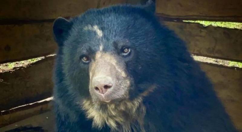 Tras 14 días de la salida del Oso Andino Tamá de la Reserva Natural Bioparque Wakatá, el Parque Jaime Duque
 informa a toda la comunidad, que el oso ya se encuentra nuevamente sano y salvo en el Bioparque.