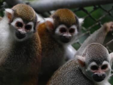 108 monos luchan por recuperar su vida luego de ser cruelmente utilizados en laboratorio