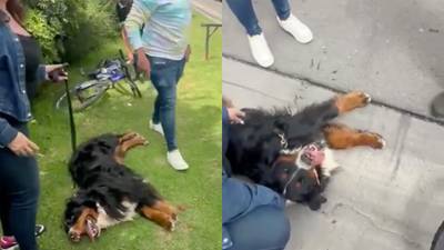 Indignante video: hombre es sorprendido arrastrando a un perrito con su bicicleta en vía Cota-Bogotá