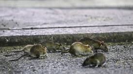 Las ratas invadieron un colegio de Bogotá: los roedores caían del techo durante las clases