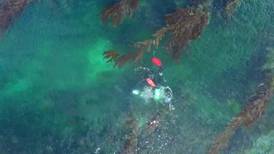 (Video) ¡Increíble! Bosques de algas descritos por Darwin siguen intactos a pesar de la crisis climática