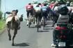 Los animales deportistas no exist... Una vaca persiguió a ciclistas profesionales y les compitió de ‘tú a tú'