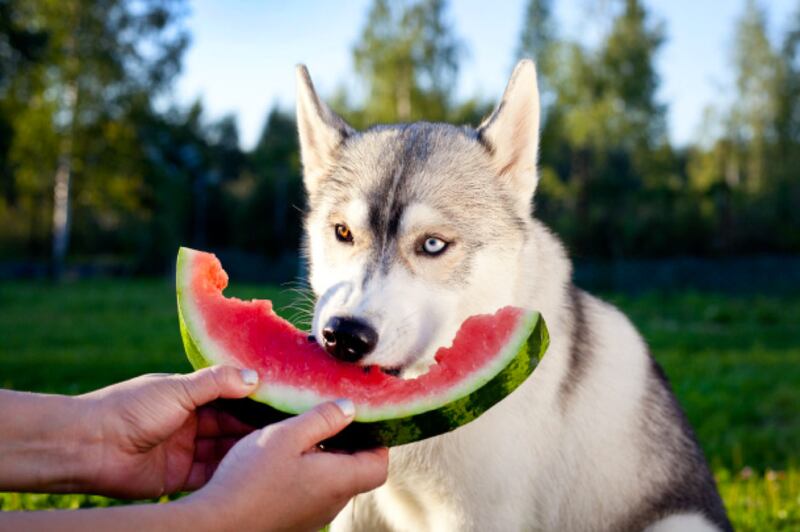 Qué frutas puede comer un perro