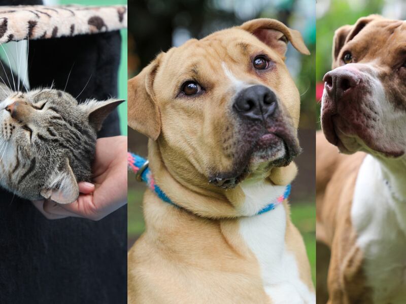 Unidad de Cuidado Animal actualizó su línea de atención para adopción de mascotas 