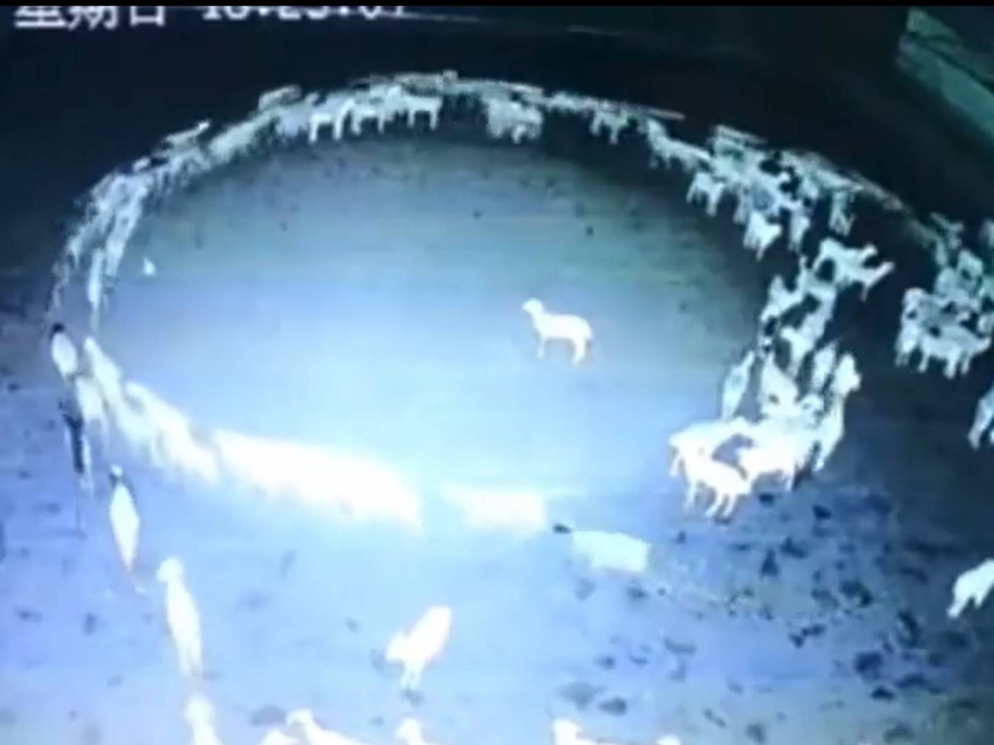 Los animales caminan en círculo predicen una catástrofe