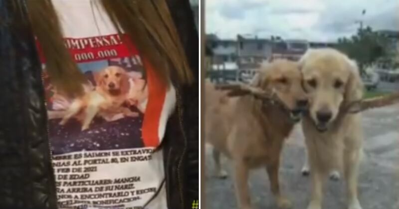 Por amor a su mascota, mujer abandonó trabajo y viajó desde Chile a Bogotá para buscar a su perrito