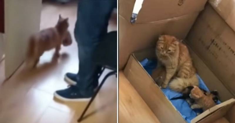 Una gata lleva a sus crías enfermas al veterinario para salvarles la vida