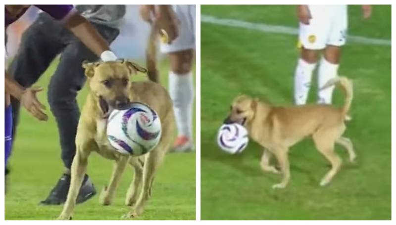 El can estuvo por casi dos minutos en la cancha antes de poder ser retirado entre futbolistas y asistentes del estadio.