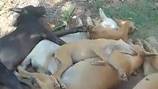 Inhumanos cometieron envenenamiento masivo de diez perritos en Valledupar