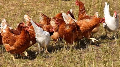 ¡Alerta máxima! Confirman brote de gripe aviar en Estados Unidos: sacrifican a más de 15 mil aves