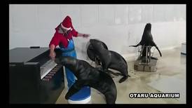¡Con todo el espíritu navideño! Lobos marinos practican villancicos