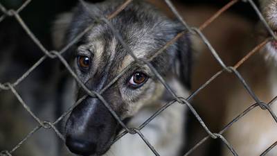 Condenan a falso veterinario que causó sufrimiento a un perrito 