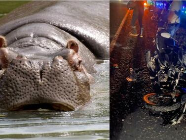 Tras accidente de motociclista con hipopótamo, se reavivó el debate frente al control de esta especie