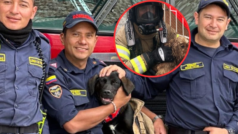 'Salvando patas', la campaña de los bomberos de Bogotá para salvar mascotas en caso de catástrofe