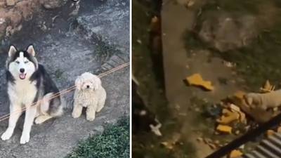 Denuncia: Vecinos buscan como alimentar a dos perritos que habrían sido abandonados en un patio