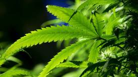 Colombia ya es un referente para la industria del cannabis