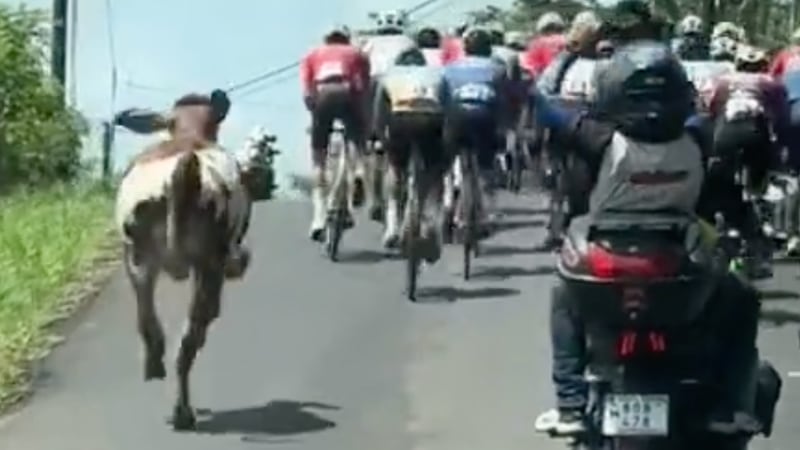 Video viral: Vaca se metió a competir con ciclistas